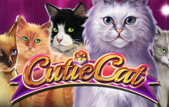 Cutie Cat Video Slot